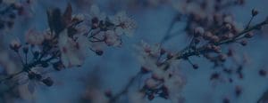 red bud trees shown with a dark blue overlay